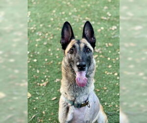 German Shepherd Dog Dogs for adoption in Salinas, CA, USA