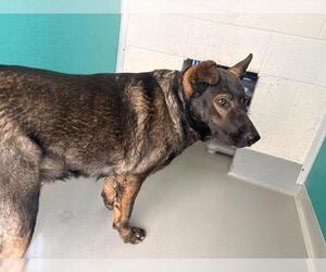 German Shepherd Dog-Unknown Mix Dogs for adoption in Visalia, CA, USA