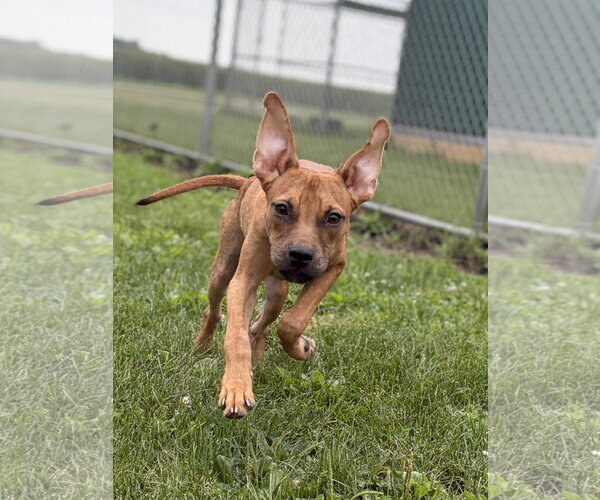 Medium Photo #3 Mutt Puppy For Sale in Jefferson, WI, USA