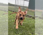 Small #2 Mutt