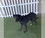 MOGLI - Male Collie-Unknown Mix Dog for Adoption - Small photo