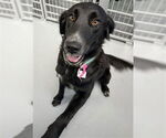 Small Labrador Retriever Mix