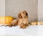 Shetar - Female Golden Retriever Puppy for Sale - Photo #3