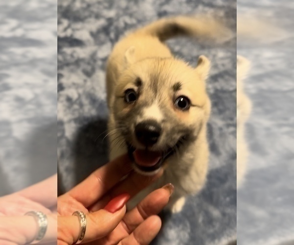 Medium Photo #79 Pomsky Puppy For Sale in LOVELAND, CO, USA