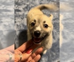 Small #78 Pomsky