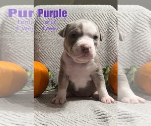 American Bully Puppy for Sale in BUNKER HILL, West Virginia USA