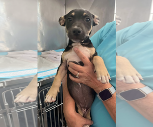 Dachshund-Unknown Mix Dogs for adoption in Oakhurst, NJ, USA