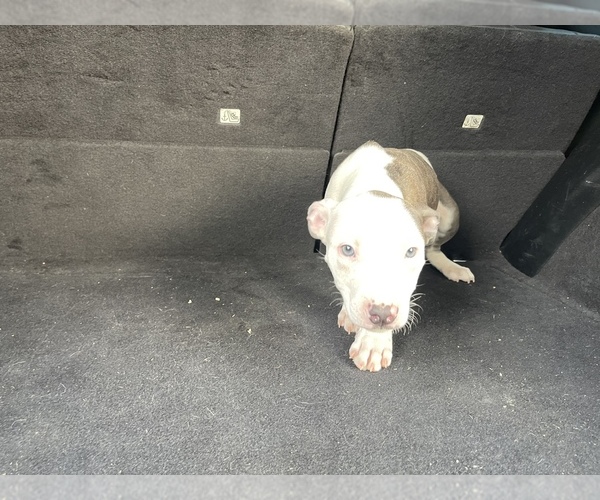 Medium Photo #3 American Pit Bull Terrier Puppy For Sale in DETROIT, MI, USA