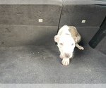Small Photo #3 American Pit Bull Terrier Puppy For Sale in DETROIT, MI, USA