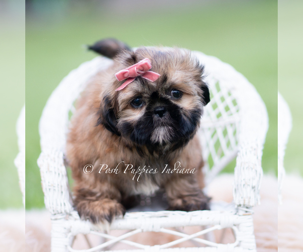 Medium Photo #6 Shih Tzu Puppy For Sale in WARSAW, IN, USA