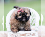 Small #5 Shih Tzu