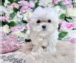 Small Photo #31 Maltese Puppy For Sale in HAYWARD, CA, USA