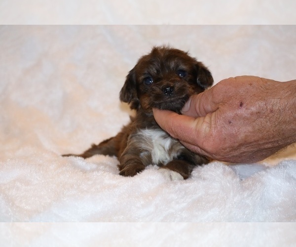 Medium Photo #5 Poodle (Toy)-YorkiePoo Mix Puppy For Sale in DYERSBURG, TN, USA