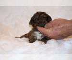 Small Photo #5 Poodle (Toy)-YorkiePoo Mix Puppy For Sale in DYERSBURG, TN, USA