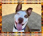 Small #3 American Pit Bull Terrier