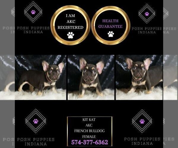 Medium Photo #16 French Bulldog Puppy For Sale in WARSAW, IN, USA