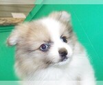 Small Photo #1 Pomeranian Puppy For Sale in PATERSON, NJ, USA