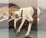 Small #1 Great Dane Mix