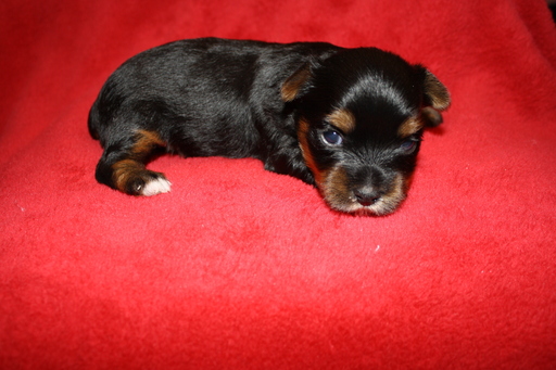 Medium Photo #2 Yorkshire Terrier Puppy For Sale in PLANT CITY, FL, USA