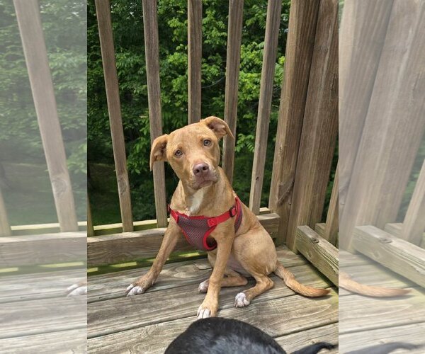 Medium Photo #4 Golden Retriever-Unknown Mix Puppy For Sale in Columbus, IN, USA
