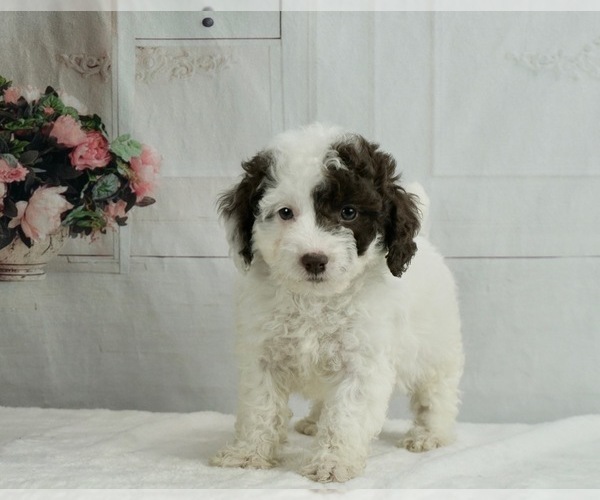 Medium Photo #2 Poodle (Miniature) Puppy For Sale in WARSAW, IN, USA