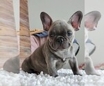 Small Photo #2 French Bulldog Puppy For Sale in MARTINSVILLE, IN, USA