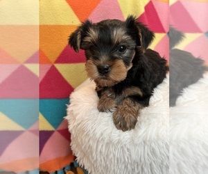 Yorkshire Terrier Puppy for sale in CASTROVILLE, TX, USA