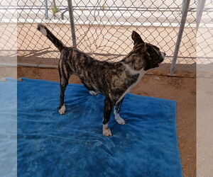Ferb - Male Mutt Dog for Adoption - Photo #6