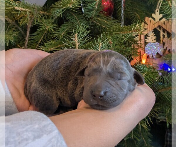 Medium Photo #3 Labrador Retriever Puppy For Sale in PALMYRA, VA, USA