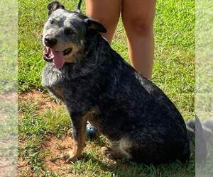 Mutt Dogs for adoption in Rustburg, VA, USA
