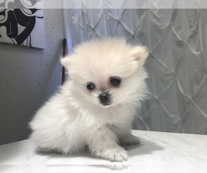 Pomeranian Puppy for sale in MIDLAND, TX, USA