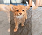 Small #2 Mutt