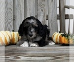 Small Photo #5 Aussiedoodle Puppy For Sale in FREDERICKSBURG, OH, USA
