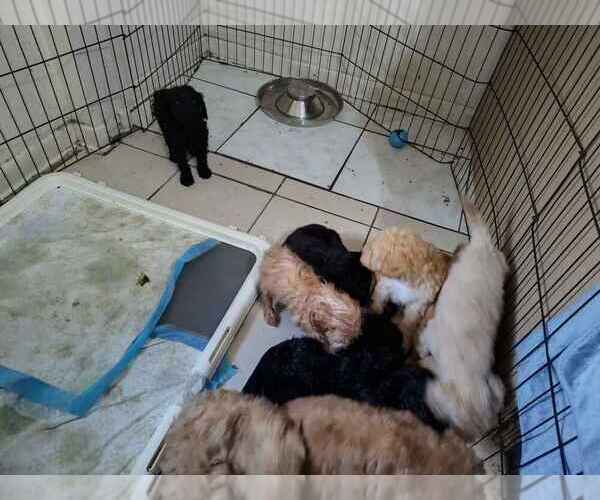 Medium Photo #3 Goldendoodle Puppy For Sale in DELTONA, FL, USA