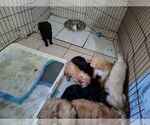 Litter of 11 - Male(s) and Female(s) GoldendoodleLitter of Puppies for Sale - Photo #3