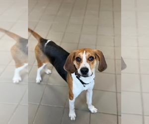 Mutt Dogs for adoption in Westwood, NJ, USA