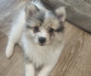 Pomsky Puppy for sale in TAPPAHANNOCK, VA, USA