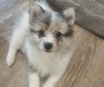 Small Pomsky
