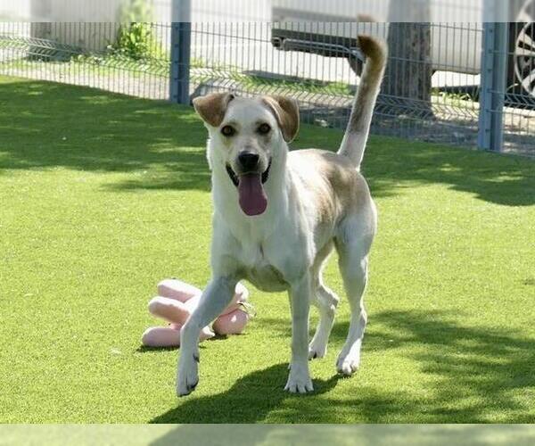 Medium Photo #2 Labrador Retriever-Unknown Mix Puppy For Sale in Martinez, CA, USA