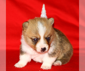 Pembroke Welsh Corgi Puppy for sale in SOLDIER GROVE, WI, USA