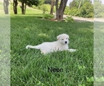 Puppy Neon green German Shepherd Dog