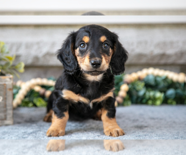 Medium Photo #12 Dachshund Puppy For Sale in NAPPANEE, IN, USA