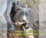 Small #16 American Pit Bull Terrier