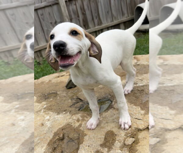Medium Photo #8 Jack-A-Bee Puppy For Sale in Aurora, IN, USA
