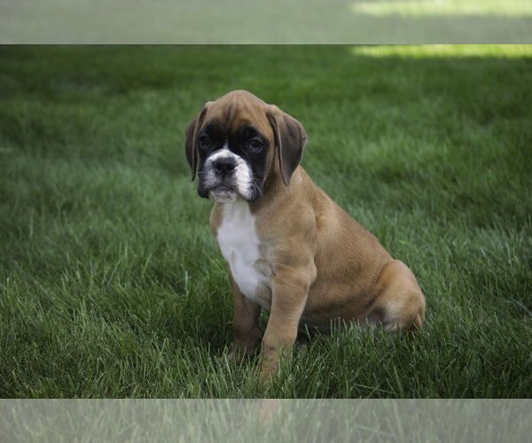 Medium Photo #9 Boxer Puppy For Sale in SHIPSHEWANA, IN, USA