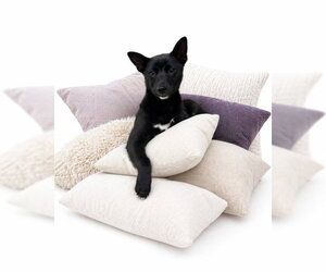 Shiba Inu-Unknown Mix Dogs for adoption in San Andreas, CA, USA