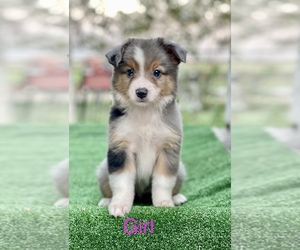 Miniature Australian Shepherd Puppy for sale in EL CAMPO, TX, USA