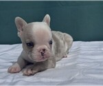 Small #12 French Bulldog