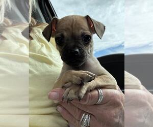 Chihuahua Dogs for adoption in MIDWAY, UT, USA