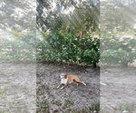 COURTESY POST: Shihka - Female Beagle-Unknown Mix Dog for Adoption - Small photo